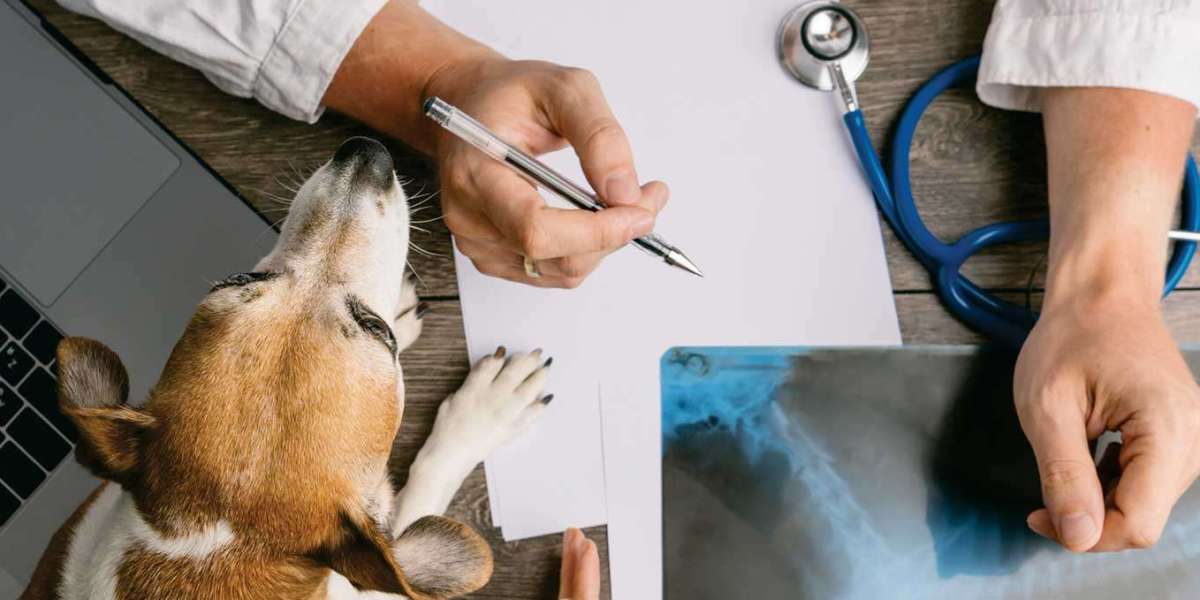 Excelência em Saúde Animal: O Laboratório Veterinário de São Paulo que Você Pode Confiar