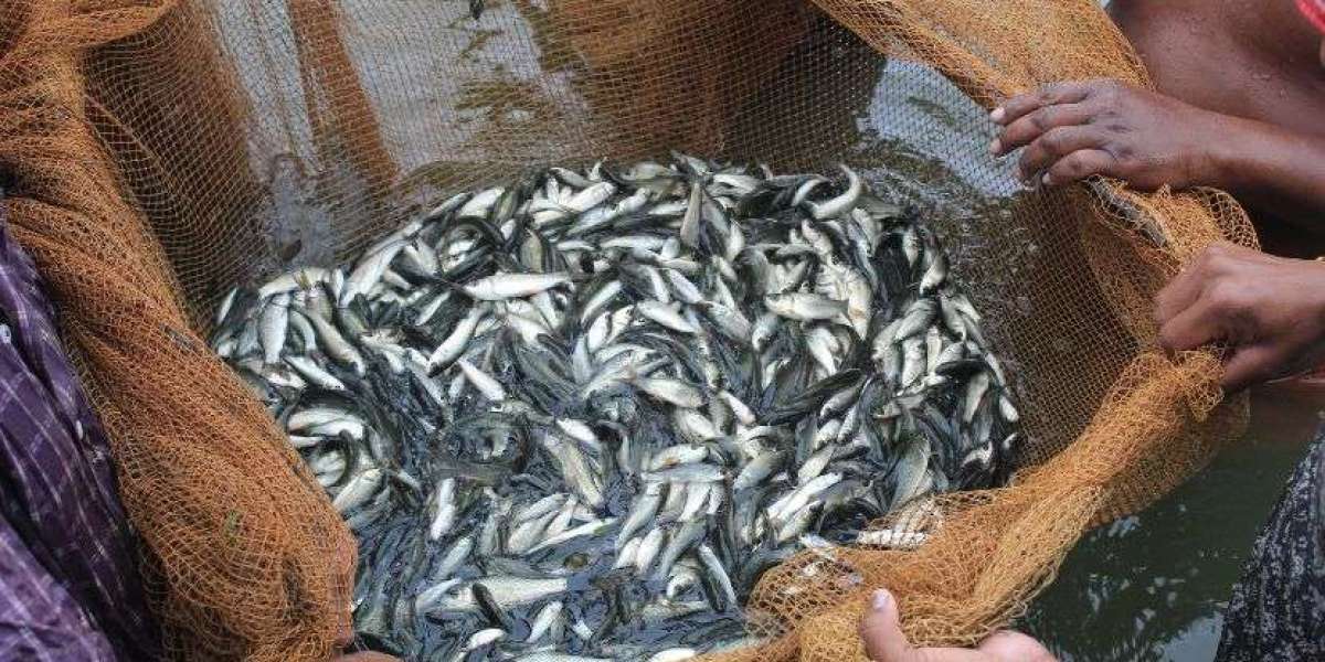 The India Fish Market: Growth Insights and Opportunities from 2025 to 2034