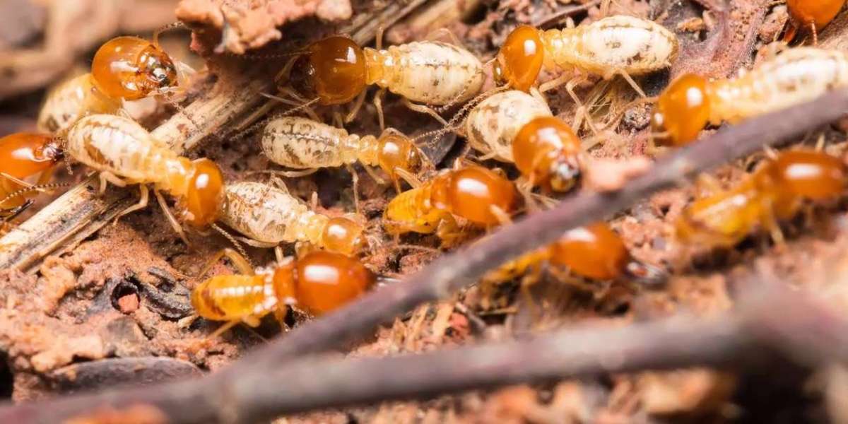 Termite Swarmers: What They Mean for Your Home
