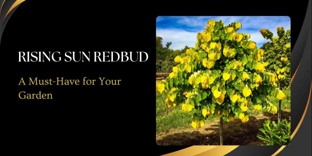 The Stunning Rising Sun Redbud: A Must-Have for Your Garden
