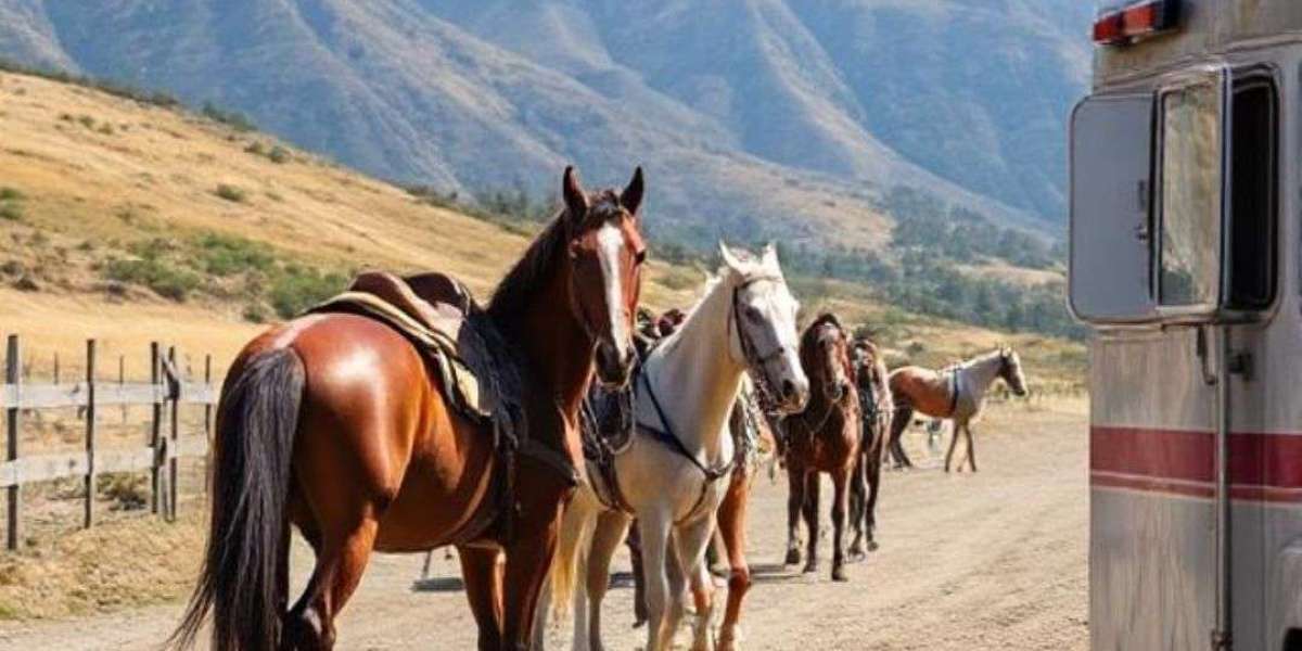 A Comprehensive Guide to Horse Shipping in California