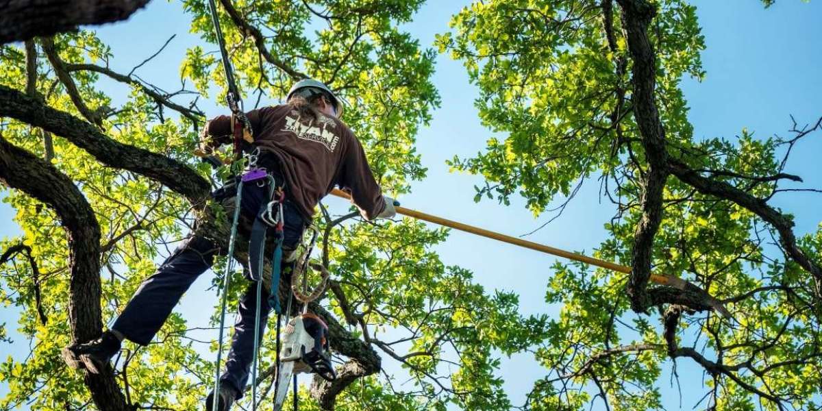 Why Choose Advanced Tree Service for Professional Tree Removal?