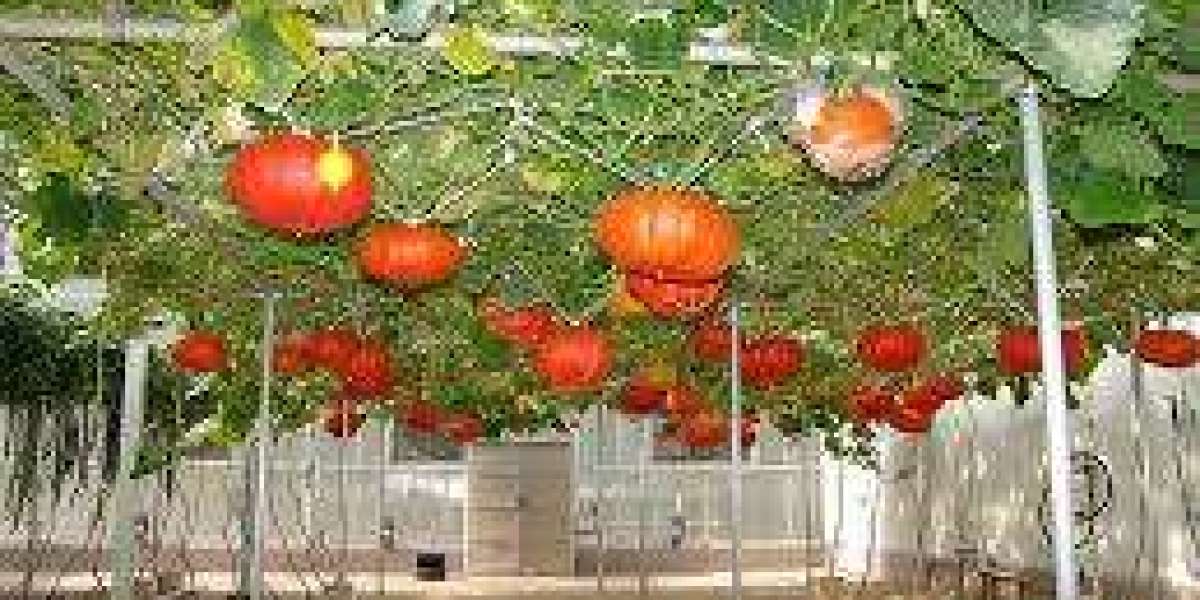 Growing Hydroponic Pumpkins: A Modern Twist on a Classic Crop