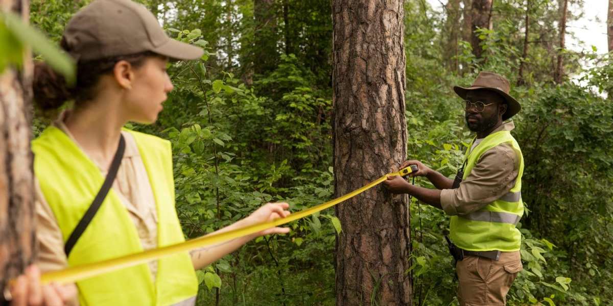 Vermont Timber Management Services: Practices, Benefits, and Challenges Explained