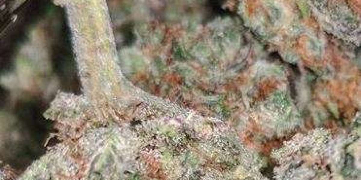 Discover the Power and Legacy of Purple Punch and OG Kush at Carts Disposable Shop
