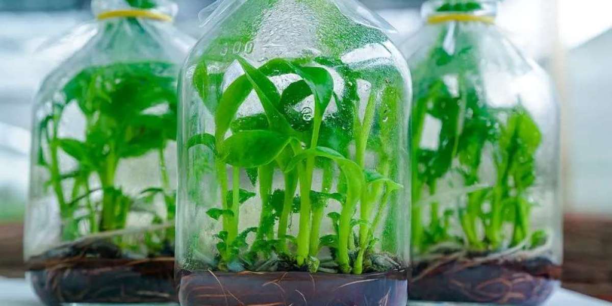 Bí quyết chăm sóc mai vàng chuẩn chuyên gia