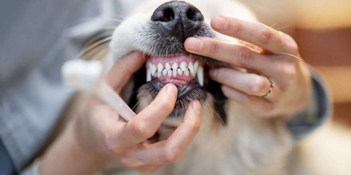 Dog Gum Disease Progression Stages and Complete Oral Care Guide