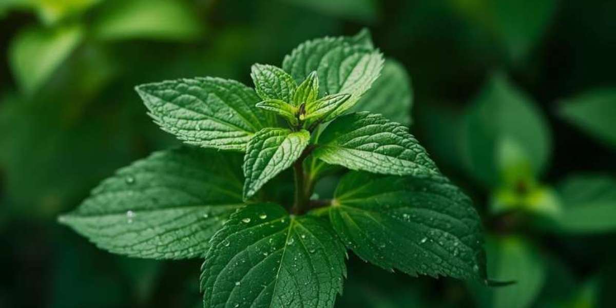 Indonesia Stevia Market Growth, Trends & Forecast 2035