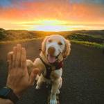 petsoulcare10 Profile Picture