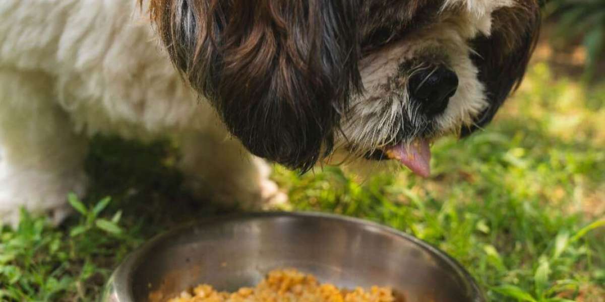 Dog Food Pune: Fresh, Healthy & Nutritious Meals for Happy and Active Pets