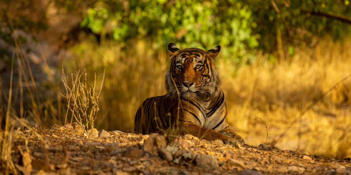 Why Binoculars Can Transform Your Safari Experience