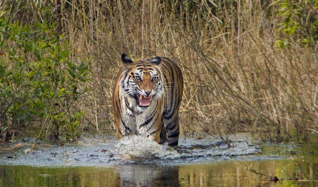 Bandhavgarh Jeep Safari Booking | Bandhavgarh National Park Safari Online Booking
