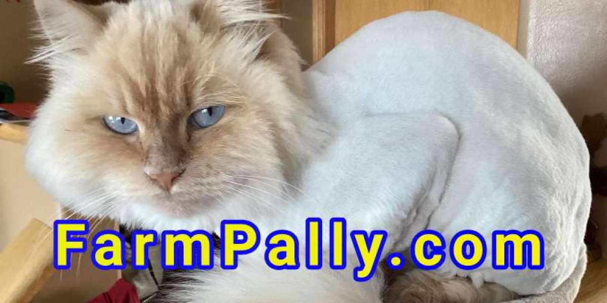Shaved Ragdoll Cats: Advantages & Disadvantages