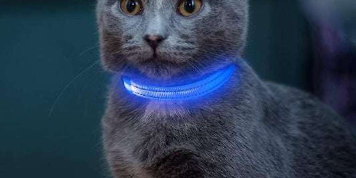 Easy Ways to Shop Cat Supplies While Saving Money