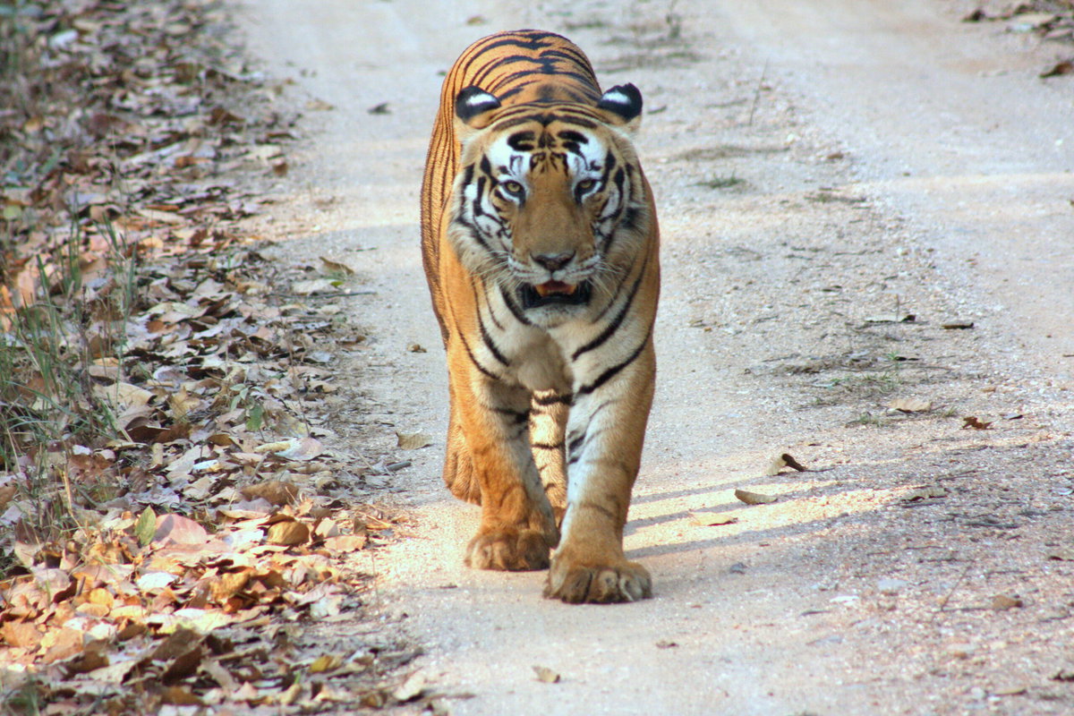 kanha National Park Tour | Kanha Travel - Tiger Safari Bandhavgarh