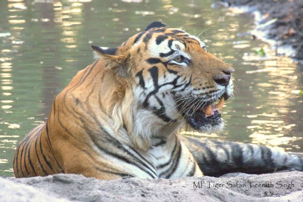 Pench National Park Tour Packages | Pench Jungle Safari Booking