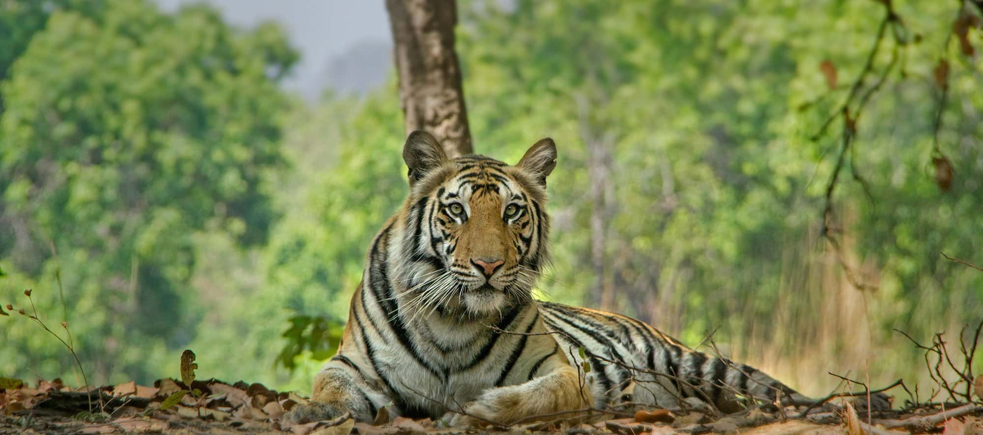 Khajuraho Panna National Park Safari | India Wildlife Safari Tour