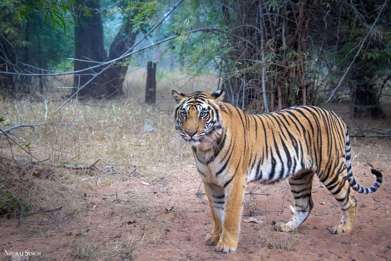 Panna National Park Tour | Tiger Safari Bandhavgarh