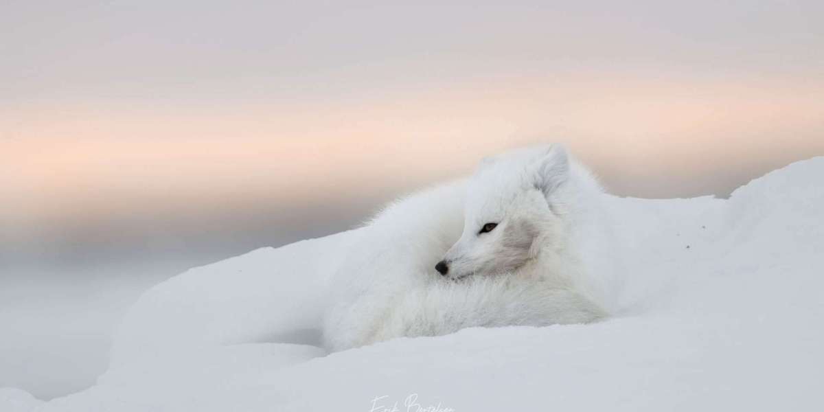 A Small Group Wildlife Photography Adventure With Silver Bear