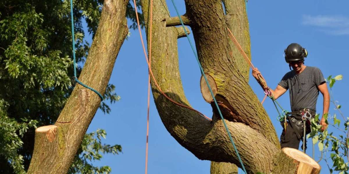 Firewood Near Me: Reliable Firewood and Tree Removal Services