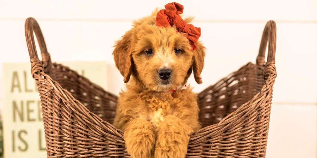 How Much Exercise Do Goldendoodle Puppies Require?